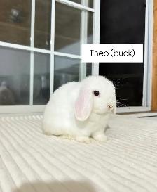 Adorable Holland Lop baby bunnies