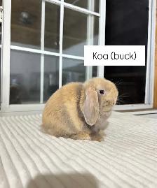 Adorable Holland Lop baby bunnies - Photo 2