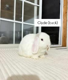 Adorable Holland Lop baby bunnies - Photo 3