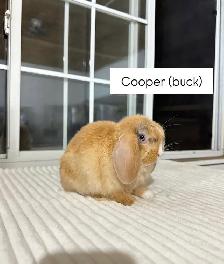 Adorable Holland Lop baby bunnies - Photo 4
