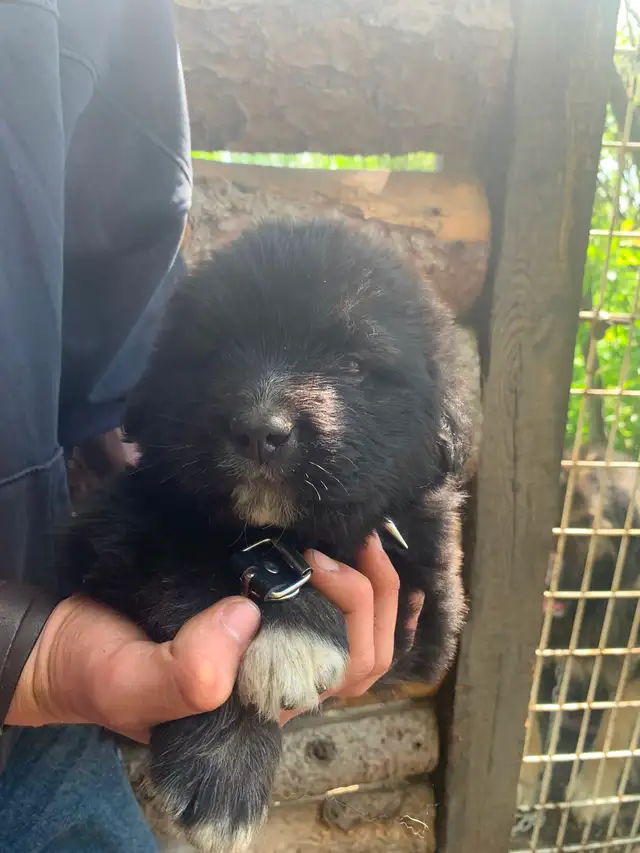 Purebred Caucasian Ovcharka Puppies
