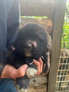 Purebred Caucasian Ovcharka Puppies