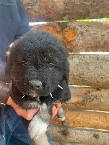 Purebred Caucasian Ovcharka Puppies - Photo 2