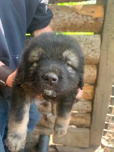 Purebred Caucasian Ovcharka Puppies - Photo 3