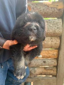 Purebred Caucasian Ovcharka Puppies - Photo 4