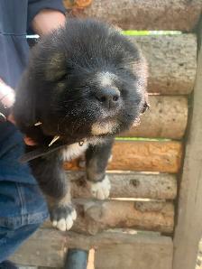 Purebred Caucasian Ovcharka Puppies - Photo 5
