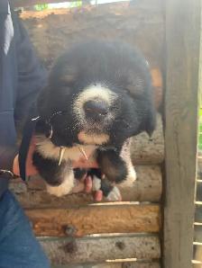 Purebred Caucasian Ovcharka Puppies - Photo 6