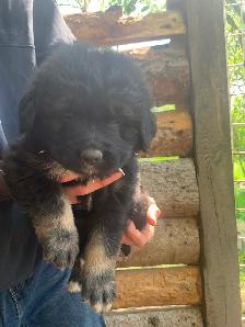 Purebred Caucasian Ovcharka Puppies - Photo 7