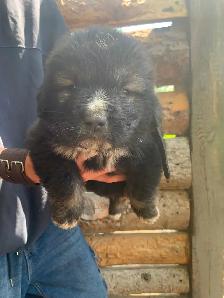 Purebred Caucasian Ovcharka Puppies - Photo 8