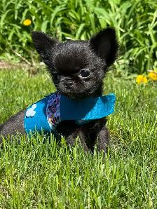petit male chihuahua enr ckc poil long - Photo 2
