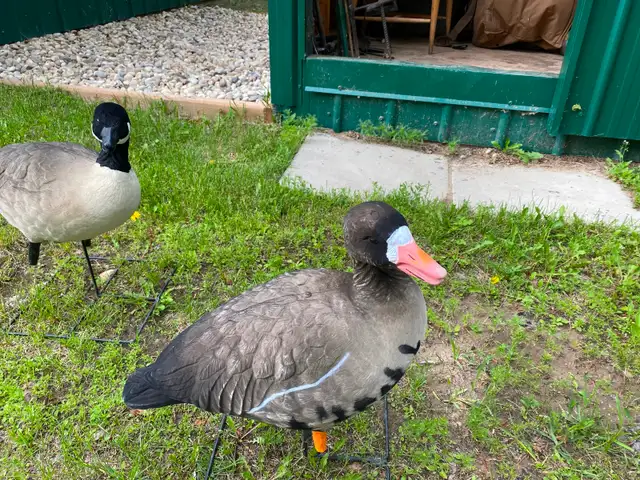 12 Fully Flocked Speckle Belly Decoys