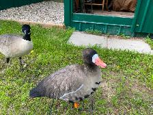 12 Fully Flocked Speckle Belly Decoys