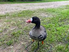 12 Fully Flocked Speckle Belly Decoys - Photo 2