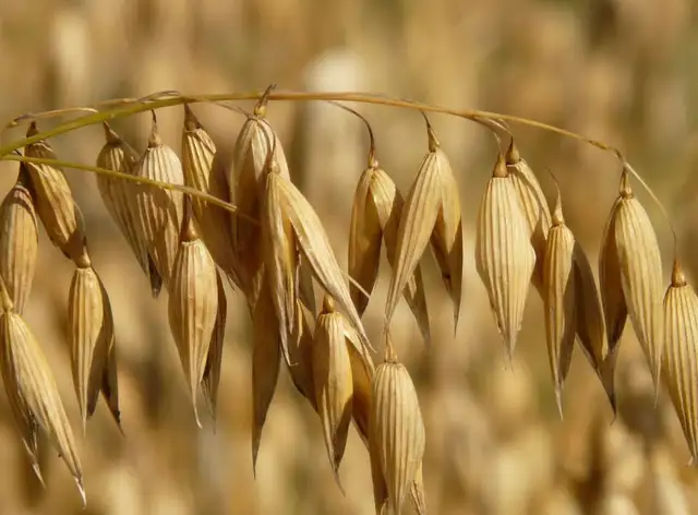 BAGGED OATS FOR SALE