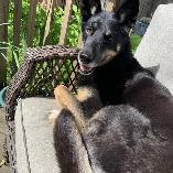 Reliable Dog Walking & Pet Sitting Services - Photo 7