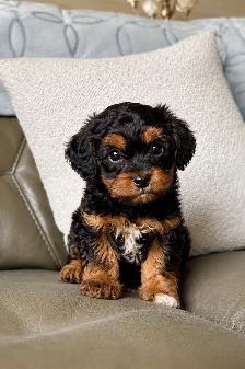 toy shihpoo puppy (shihtzu x poodle) chiot