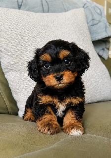 toy shihpoo puppy (shihtzu x poodle) chiot - Photo 2