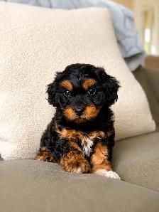 toy shihpoo puppy (shihtzu x poodle) chiot - Photo 3