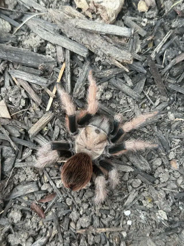 Arizona Blonde Tarantulas!