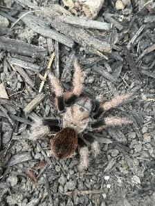 Arizona Blonde Tarantulas!