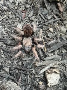Arizona Blonde Tarantulas! - Photo 2