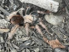 Arizona Blonde Tarantulas! - Photo 3
