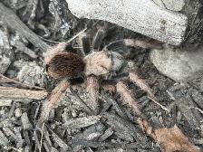 Arizona Blonde Tarantulas! - Photo 4