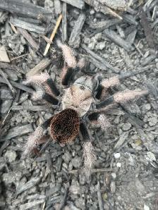 Arizona Blonde Tarantulas! - Photo 5