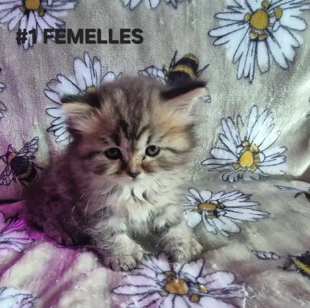 SCOTTISH FOLD X HIGHLAND LYNX