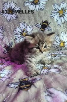 SCOTTISH FOLD X HIGHLAND LYNX - Photo 2
