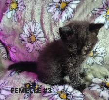 SCOTTISH FOLD X HIGHLAND LYNX - Photo 6
