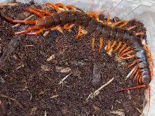 Beautiful Vietnamese Centipedes! - Photo 3