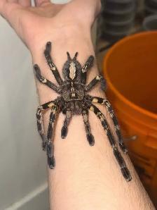 Female Fringed Ornamental Tarantulas!