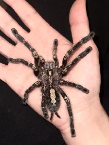 Female Fringed Ornamental Tarantulas! - Photo 2