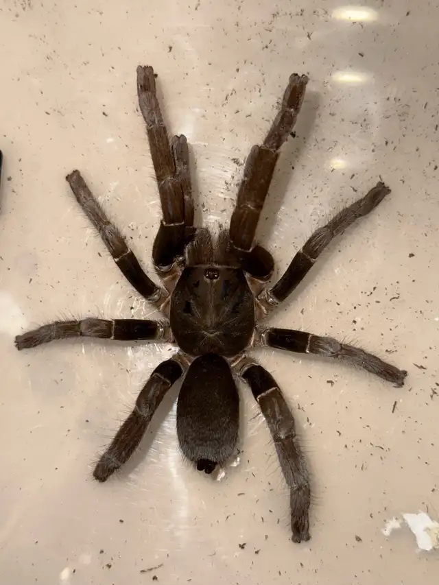 Cameroon Brown Baboon Spiders!