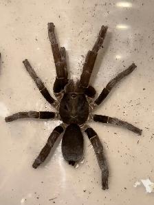 Cameroon Brown Baboon Spiders!