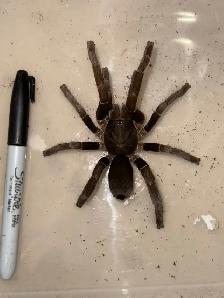 Cameroon Brown Baboon Spiders! - Photo 2