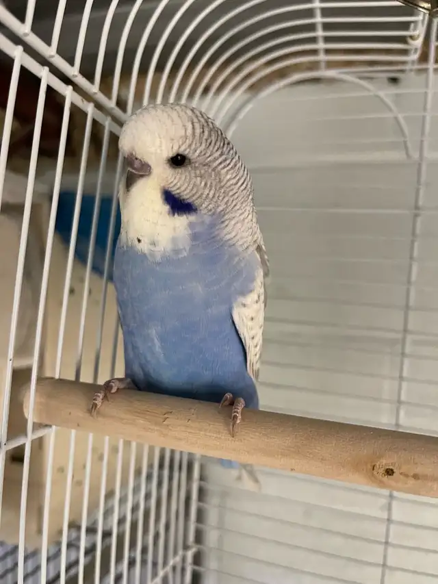English budgies baby's.