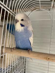 English budgies baby's.