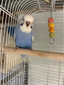 English budgies baby's. - Photo 2