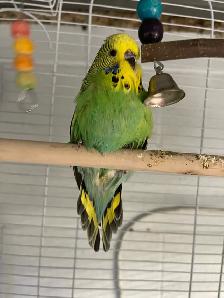 English budgies baby's. - Photo 3