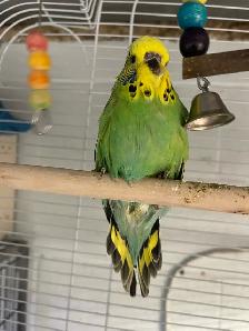 English budgies baby's. - Photo 4