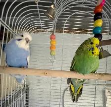 English budgies baby's. - Photo 5