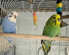 English budgies baby's. - Photo 6