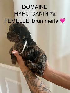 Caniche miniature - Photo 2