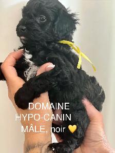 Caniche miniature - Photo 4