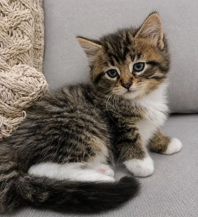 Chaton sibérien Hypoallergene