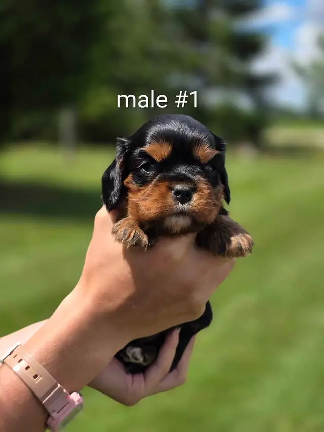 Cavalier puppies