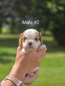 Cavalier puppies - Photo 2