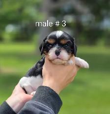 Cavalier puppies - Photo 3